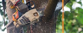 How Our Tree Care Process Works  in  Hammond, LA