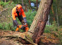 Best Lot and Land Clearing  in Hammond, LA