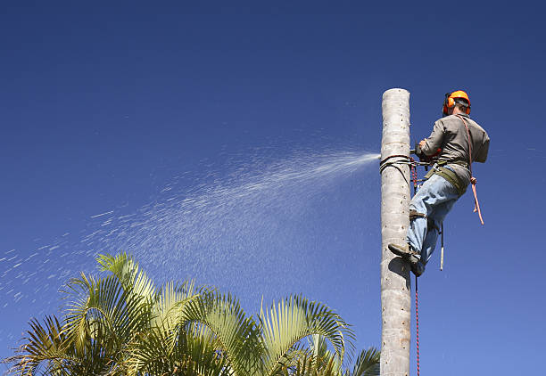 Best Storm Damage Tree Cleanup  in Hammond, LA