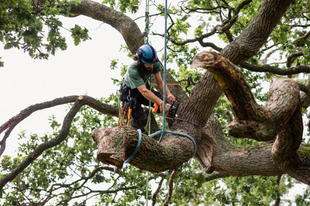 Best Tree and Shrub Care  in Hammond, LA