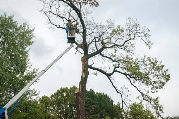 Reliable Hammond, LA Tree Services Solutions