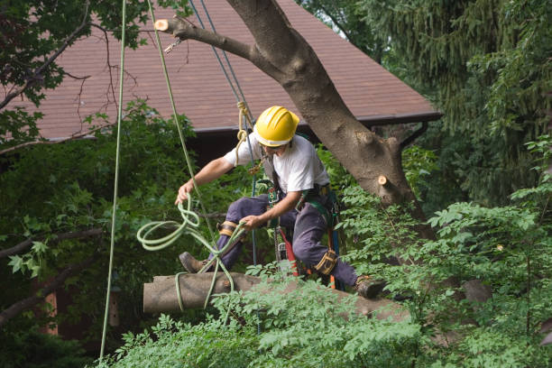 Best Root Management and Removal  in Hammond, LA