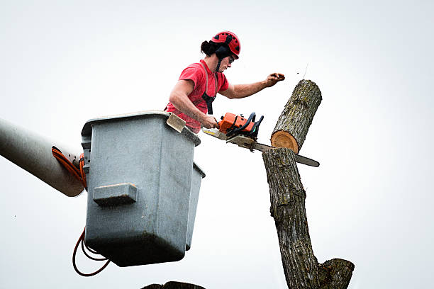 Best Tree Trimming and Pruning  in Hammond, LA