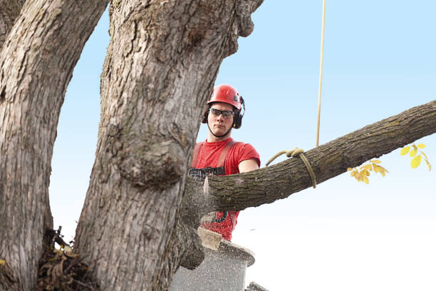 Best Palm Tree Trimming  in Hammond, LA