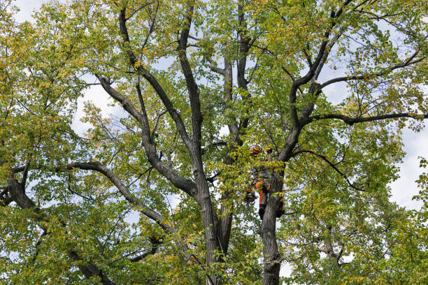 Best Hazardous Tree Removal  in Hammond, LA